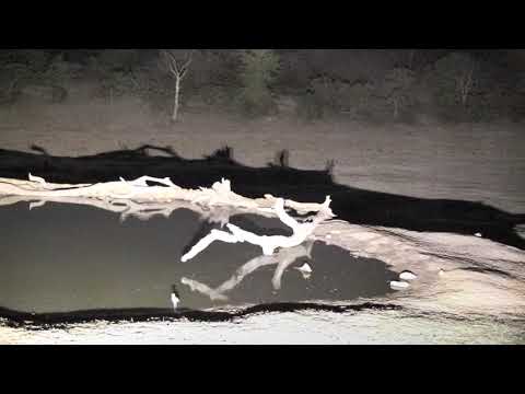 Djuma: Three Hyenas come for a dip in the pan - 11/25/18