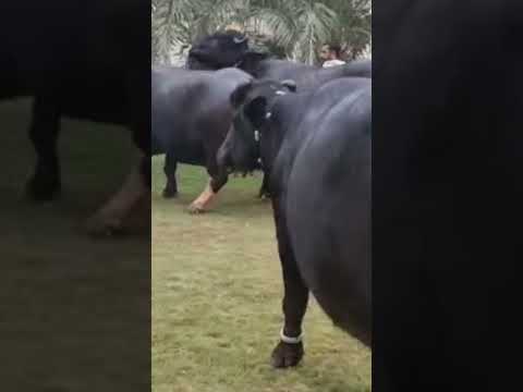 World Best Nili Ravi Bulls 47.295 Kg Milk Record ll Haji Shaukat Doggar Semen Production Unit Multan