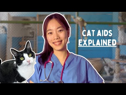 if your cat has FIV, here's what you need to know