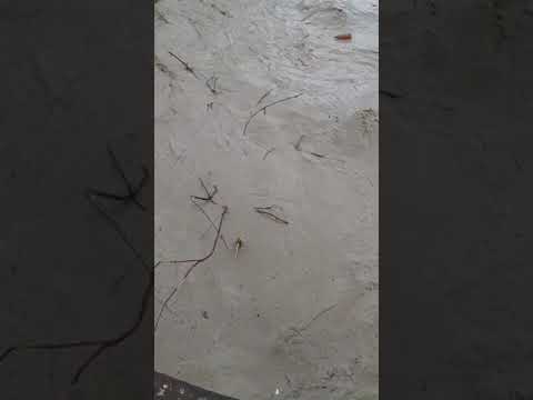 raul Oituz . / Comuna Bogdanești !