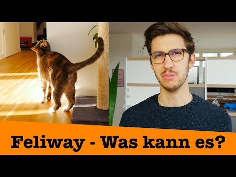 Feliway - What can it do? What can't it do?