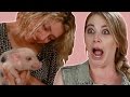 bacon lovers meet baby pigs