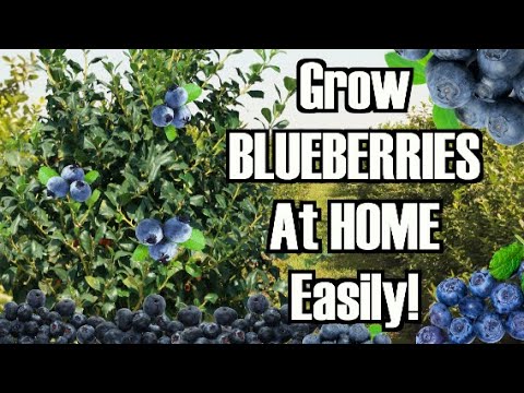 download lagu mp3 mp4 Northern Highbush Blueberry, download lagu Northern Highbush Blueberry gratis, unduh video klip Northern Highbush Blueberry