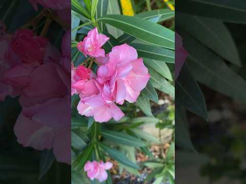 キョウチクトウの世話：キョウチクトウの開花を引き起こし、それを持続させるにはどうすればよいですか？  庭園