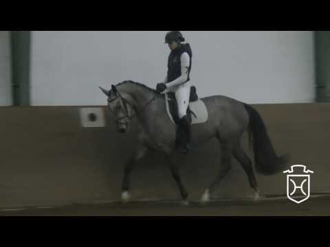 07 Holsteiner Stute von Cascadello I  -Corrado I - Lord