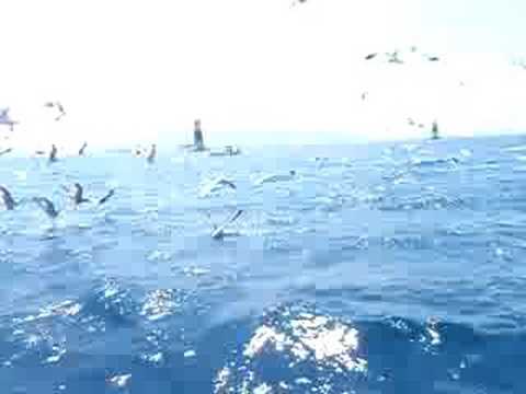 LA MOUET ET LE POISSON