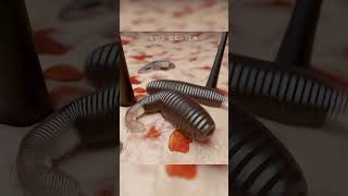 Download lagu Inilah Alasan Wajah Kamu Banyak Jerawat Dan Gatal #jerawat #tungau #animasi #shorts mp3