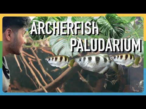 My NEW 1500 litre Native Australian Archerfish Aquarium!