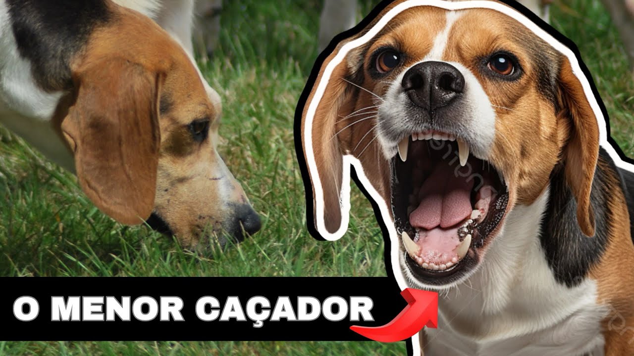 Beagle: O cão de caça inglês!