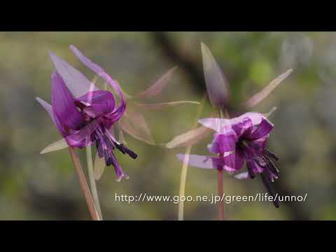 カタクリの花の日周運動　Time lapse