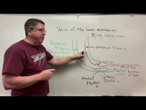 Veins of the lower extremity