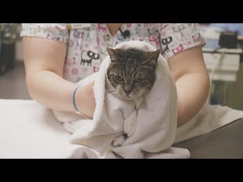 How To: Medicate Your Cat at Home