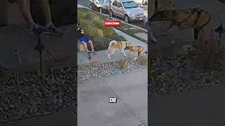 Download lagu Pitbull vs Akita Inu: Intense Fight mp3