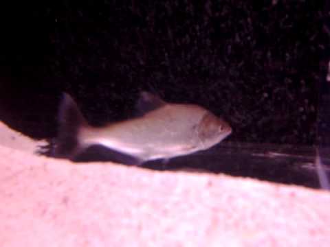 elongatus arapaima tropical fish