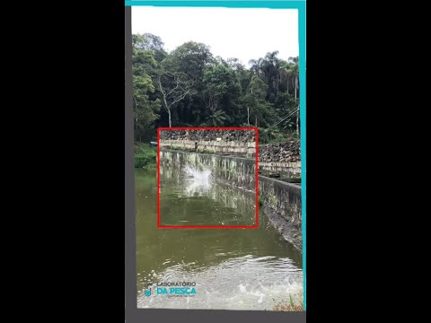 Laboratório da Pesca - Teste Isca SPIT FIRE OCL  Pesqueiro Itapecerica