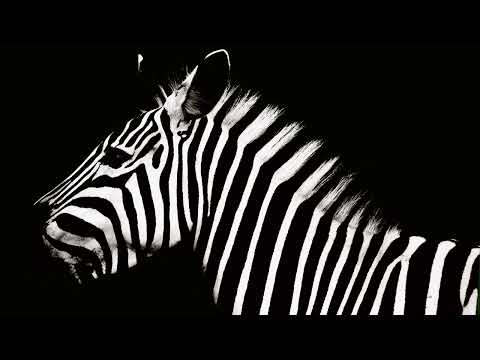 Le Croque & atsou feat. Bobbi Fallon - Bird Of Soul (_JUNGLE REMIX)