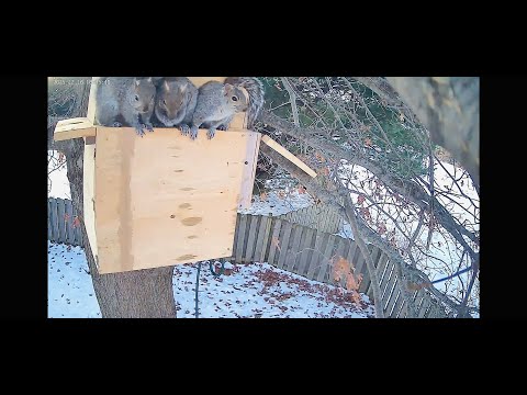 Squirrels Move Into Nest Box for Winter