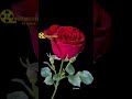 Wavemusicbihar1 Trending Shorts Viral Status Hindi Rose Gulab Love Fyp Song Video S