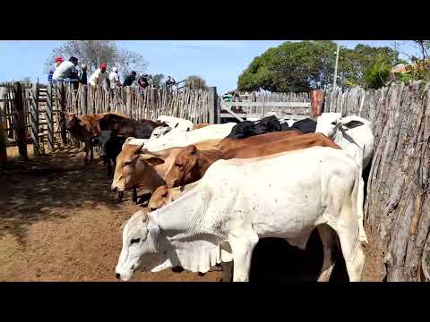 Feira de gado no gavião de juru paraiba dia 27/09/2025