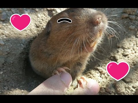 Pocket Gopher Robert is very cute and friendly!