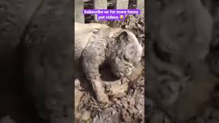 What the dog doing? 😂 #dog #love #viral #funny #cute #shorts #instagram