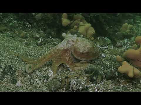 Eledone cirrhosa