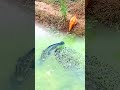 Fishing Video Fishing Foryou Vairalfishing Trending Viralshorts