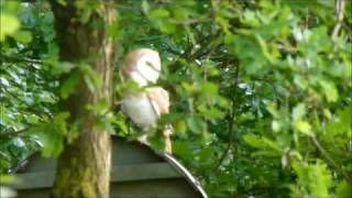 preview picture of video 'Barn Owl'