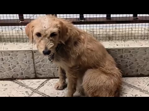 Abandoned, she waited in the busy road until a kind lady appeared and soothed her hopeless heart.