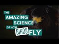 The Amazing Science of How Birds Fly | Wytham Woods