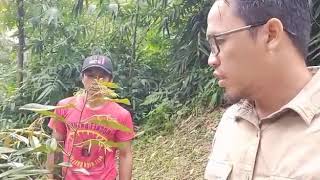 Download lagu APLIKASI ECO FARMING PUPUK KANDANG PD DURIAN MUSANG KING / LUAR BIASA.. mp3 Download lagu APLIKASI ECO FARMING PUPUK KANDANG PD DURIAN MUSANG KING / LUAR BIASA.. mp3