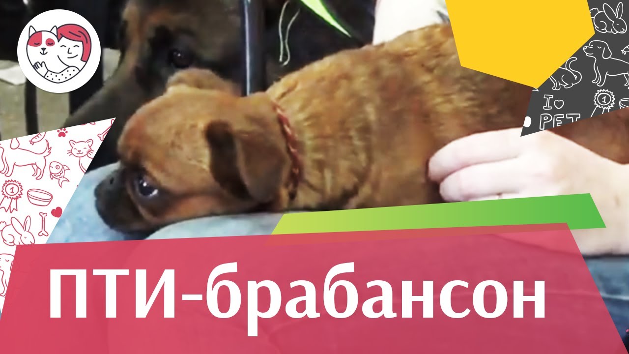 Пти-брабансон на ilikepet. Особенности породы, уход