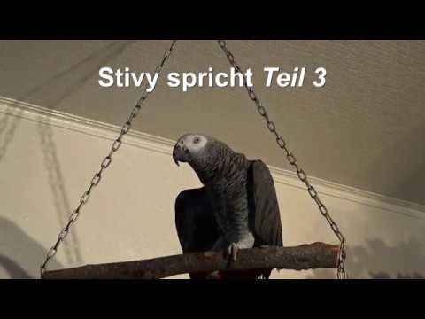 BESTER SPRECHENDER PAPAGEI  - Teil 3 -  BEST OF  StivyTV