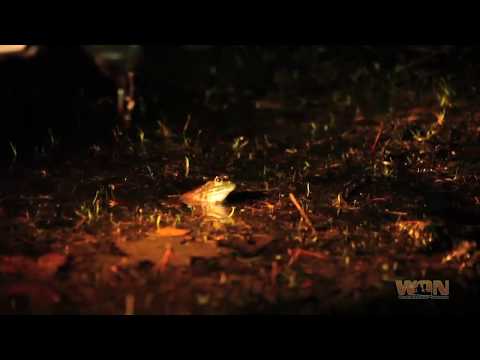 Frog Gigging 101 in Eastern North Carolina, Welcome to the Great Outdoors with Camo4x4s!