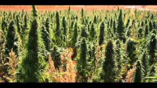 Steel pulse - Gang Warfare