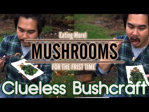 download lagu mp3 mp4 What Do Morel Mushrooms Taste Like, download lagu What Do Morel Mushrooms Taste Like gratis, unduh video klip What Do Morel Mushrooms Taste Like