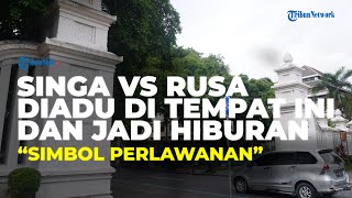 Kawasan Gladak Solo Pernah Jadi Lokasi Aduan Hewan Perburuan, Simbol Perlawanan terhadap Kolonial