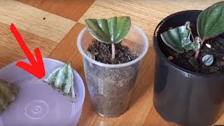 Peperomia Caperata Emerald Ripple Care and Propagation from leaf cuttings - Update