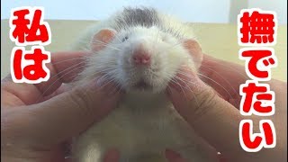 ファンシーラット７匹をただ撫でまわすだけ(ゆっくり実況音声あり)