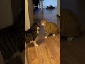 Cat Argument 😂