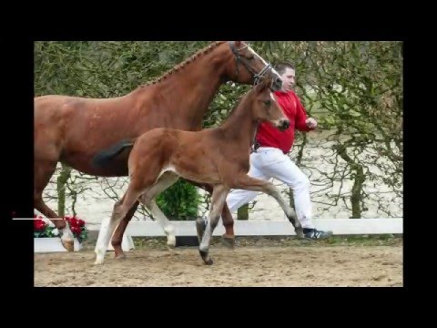 67 El Salvador HF v. Escolar - Flatley