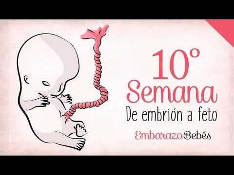 WEEK 10 of #Pregnancy | 3rd Month | Week by Week