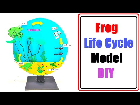 life cycle of a butterfly model 3d making using cardboard science project howtofunda still model
