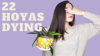 How to control houseplant PESTS | How to save DYING Hoyas After THRIPS attack
