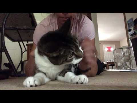 Feline Idiopathic Vestibular Syndrome in a blind cat