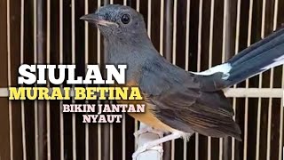 Download lagu SUARA MURAI BATU BETINA memanggil jantan agar Emosi jadi NYAUT BUNYI GACOR BONGKAR MATERI ISIAN  mp3