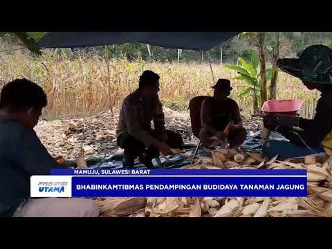 BHABINKAMTIBMAS  POLRESTA MAMUJU PENDAMPINGAN TANAM JAGUNG KETAHANAN PANGAN