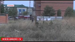 В Грозном в последнее время увеличилось количество бродячих собак