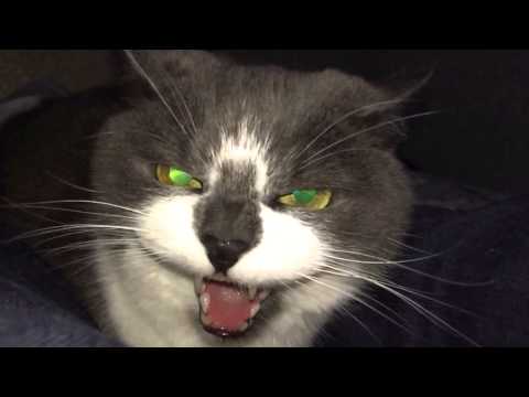 Slow-Mo cat hissing.