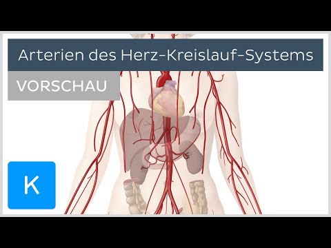 Arterien des Herz-Kreislauf-Systems - Verlauf und Funktion (Vorschau) | Kenhub